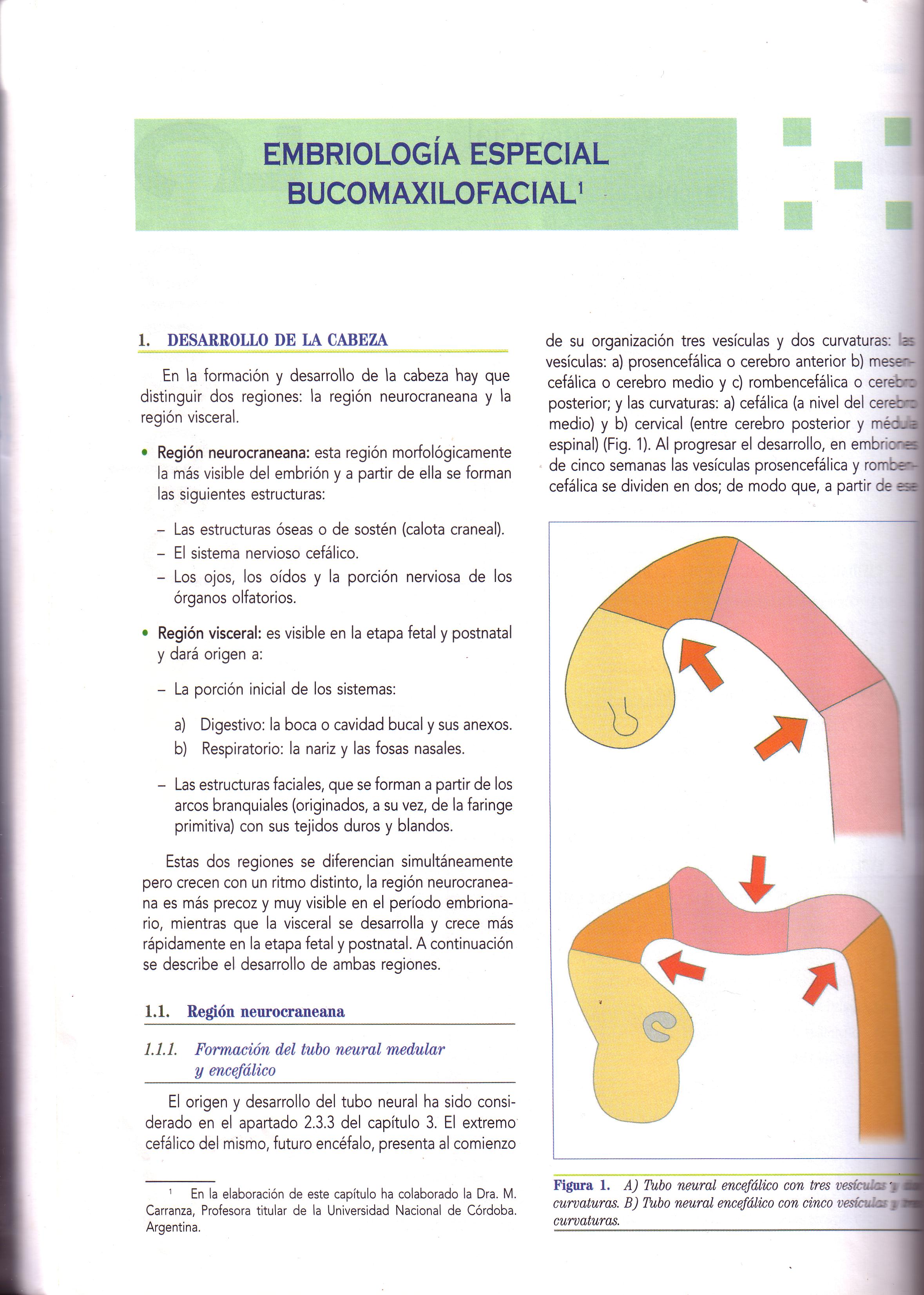 Capitulo 5 Embriologia Bucomaxilofacial Libro Gomez De Ferraris